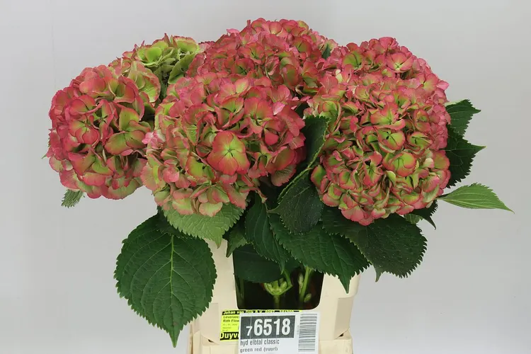 Hortenzia Elbtal Classic Green Red (vuurbaak) 60 cm
