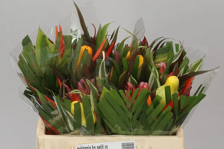 Heliconia Bq Af 45 cm