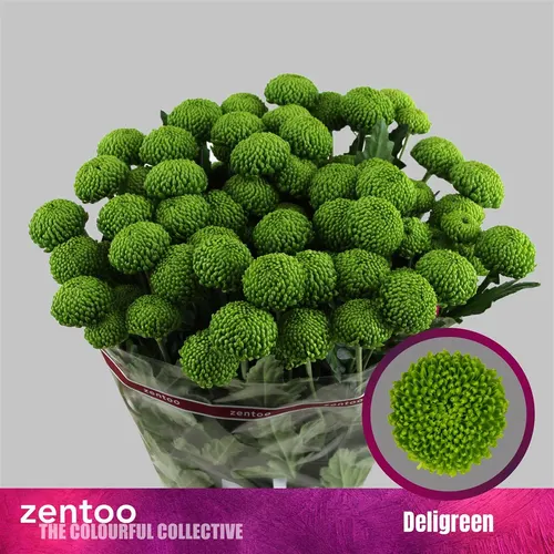 Chryzantéma trsová Deligreen 70 cm