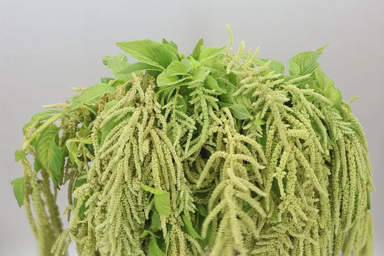 Amarant Ca Viridis 70 cm