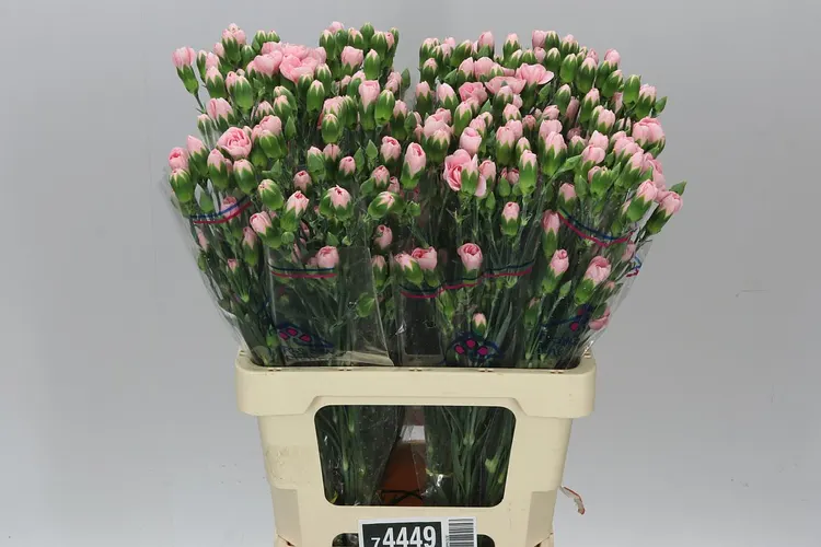 Karafiát trsový Pink, Kolumbia 60 cm