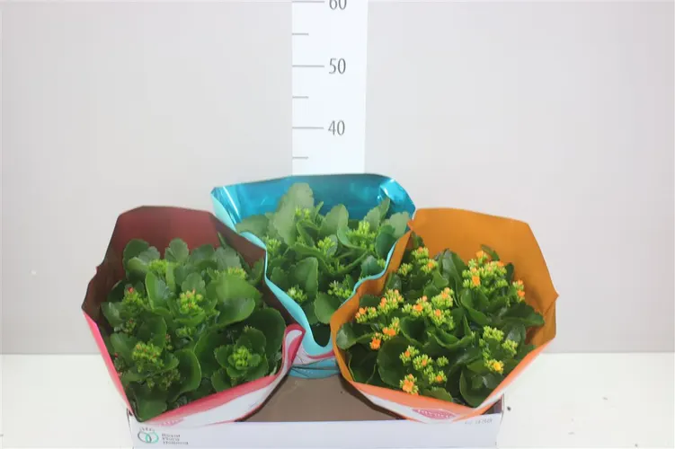 Kalanchoe Bl Gemengd črepník 23 cm