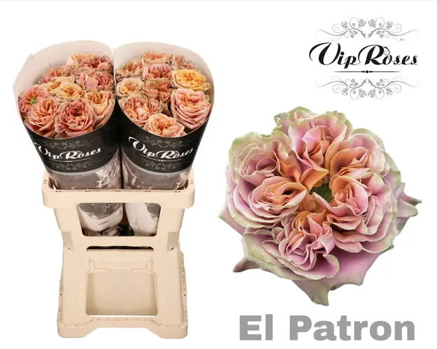 R Gr El Patron X20 60 cm