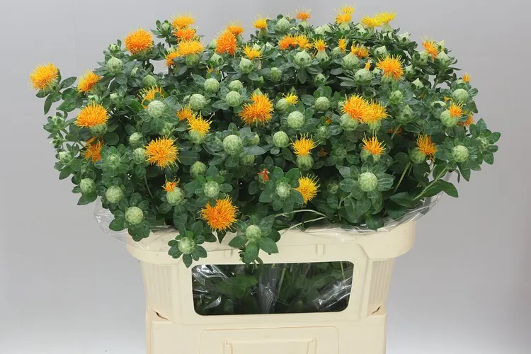 Carthamus T Zanzibar 80 cm