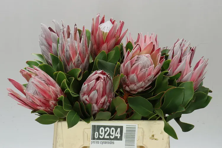 Protea Cynaroides 40 cm