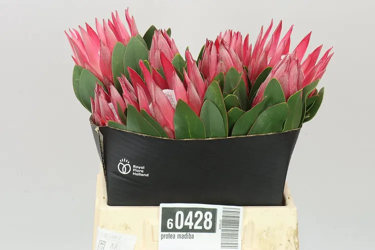 Protea Madiba 40 cm