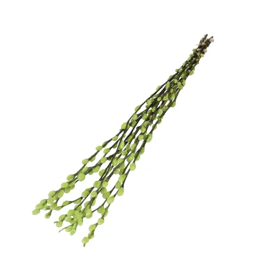 Sušený kvet Willow catkins zelená 70 cm