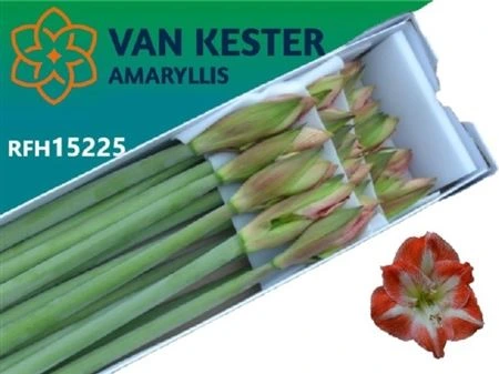 Amarylis Minerva 80 cm