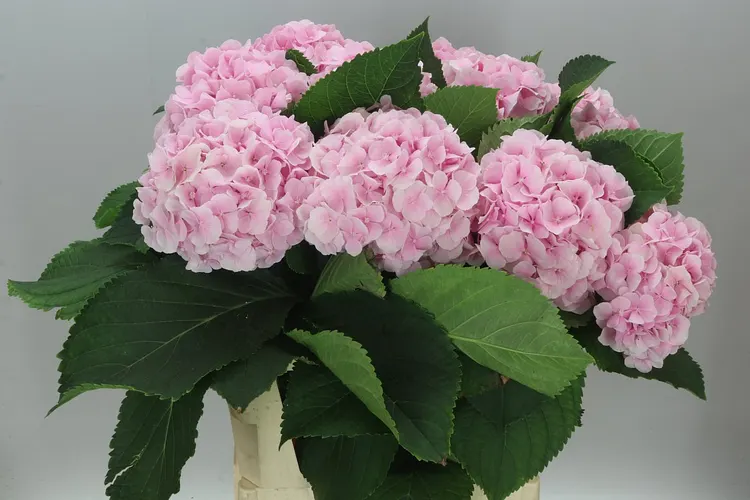 Hortenzia Verena Pink Pale 80 cm