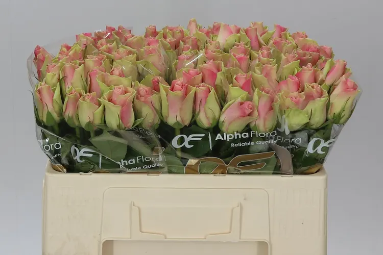 Ruža Belle Rose 50 cm