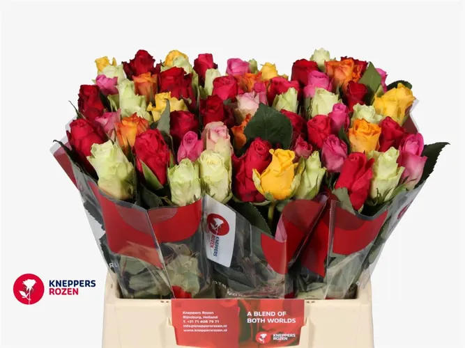 Ruža mix vo zväzku 40 cm