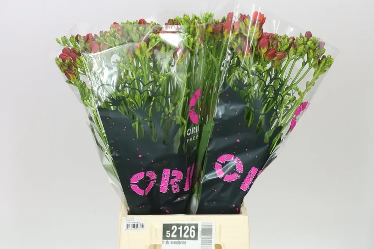 Fr Du Mandarine 52 cm