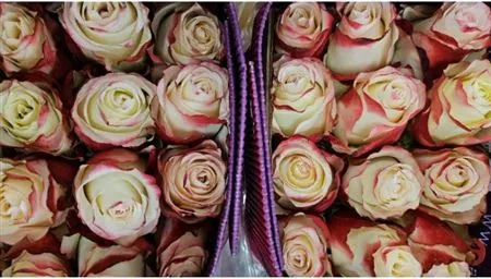 Rosa Gr Ec Sweetness 70 cm