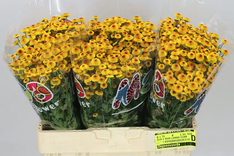 Chryzantéma santini Mad Lamboo Sunrise 55 cm