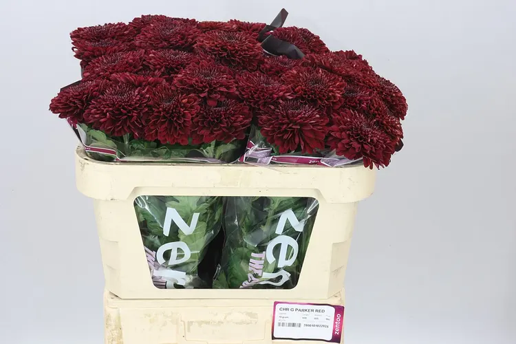 Chryzantéma veľkokvetá Parker Red 70 cm