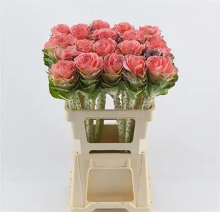 Brassica Painted Pink Glitter 60 cm