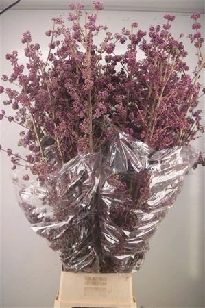 Callicarpa Bod Profusion 140 cm