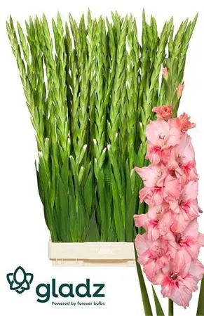 Glad Adrenalin 110 cm