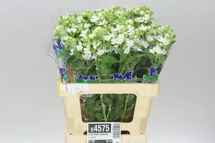Oxypetalum Coeruleum White 60 cm