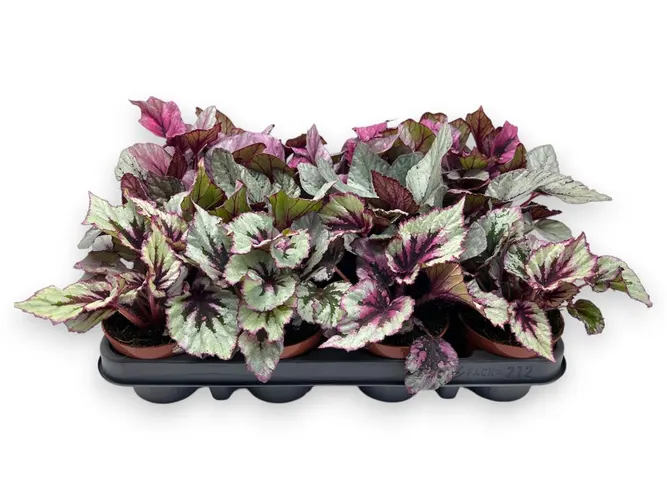 Begónia listová Beleaf mix črepník 9 cm