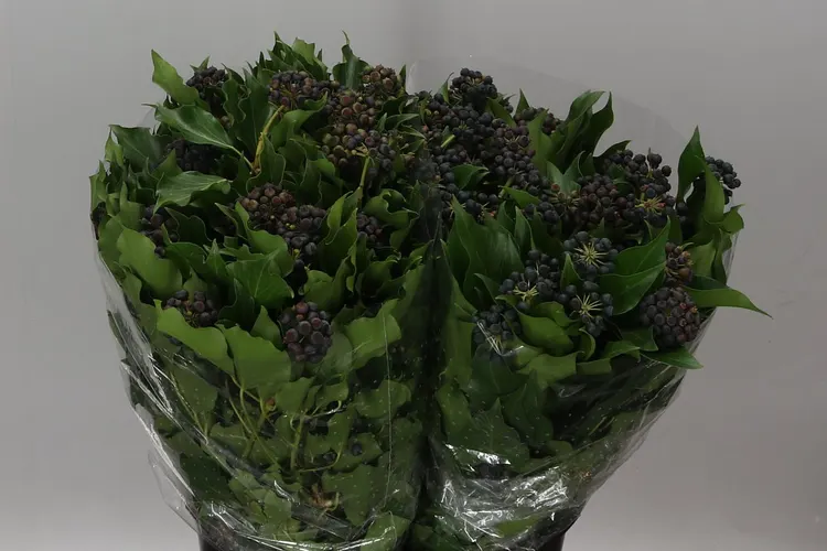 Brečtan Berries 70 cm