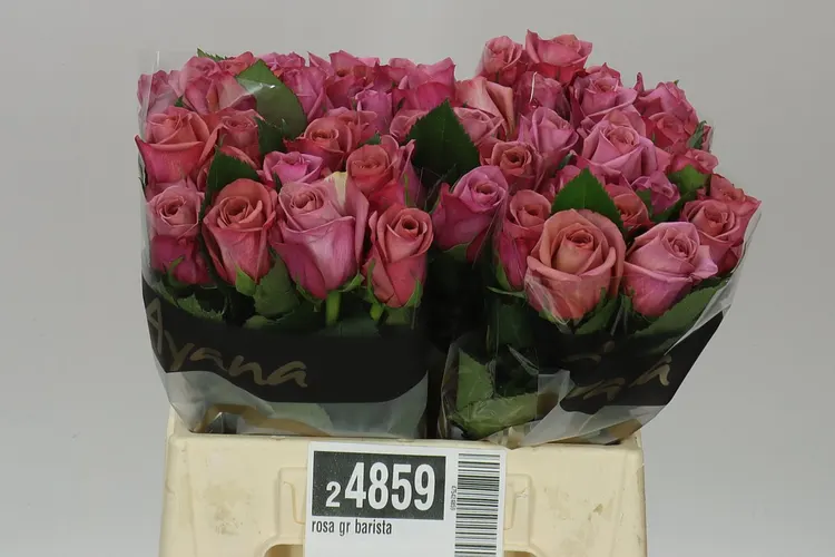 Rosa Gr Barista 40 cm