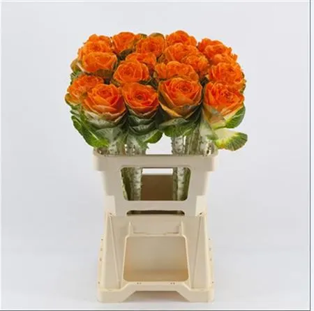 Brassica Painted Orange Glitter 60 cm