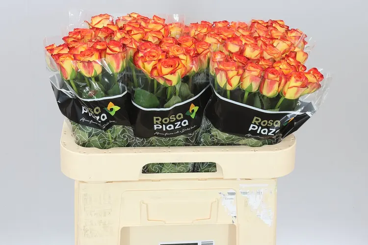 Rosa Gr Firefox 60 cm