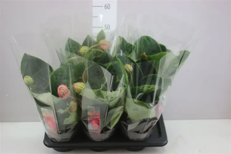 Medinilla Flamenco 3+ črepník 17 cm