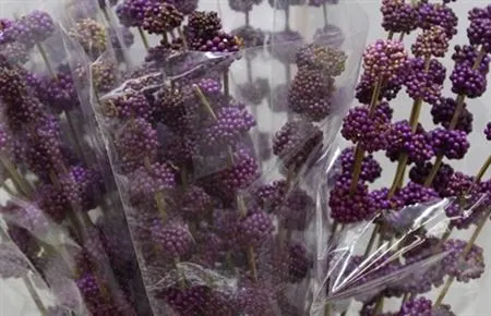 Callicarpa Bod Profusion 120 cm