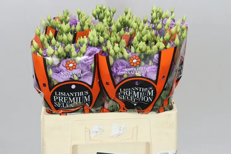 Eustóma plnokvetá Corelli Lavendel 65cm 60 cm