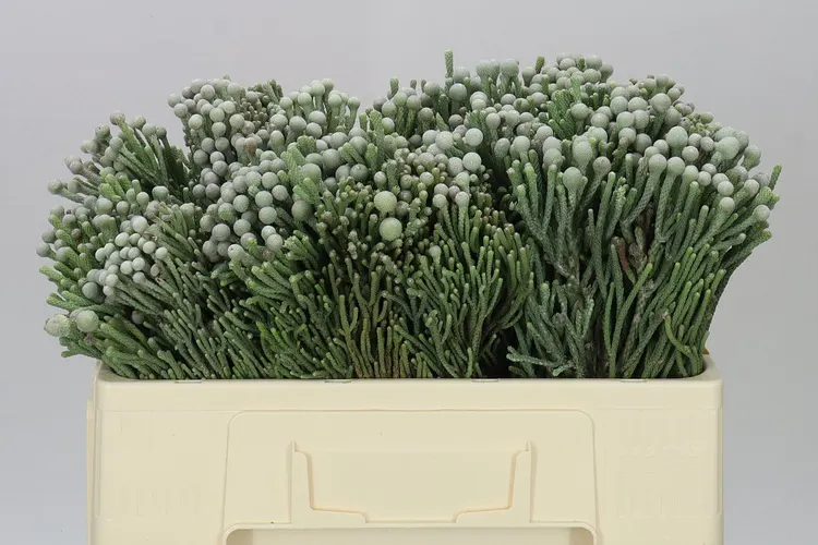 Kaaps Brunia Silver 50 cm