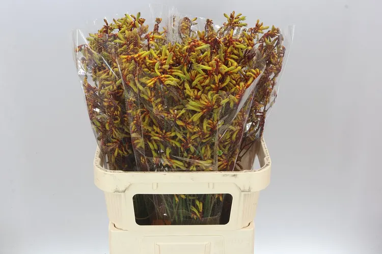 Anigozanthos Gold Fever 80 cm