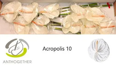 Anth Acropolis