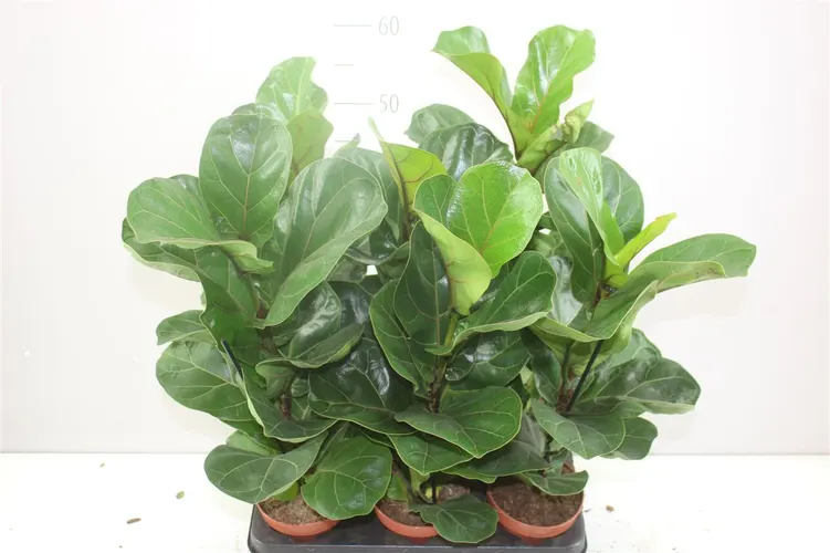 Ficus Lyrata črepník 12 cm