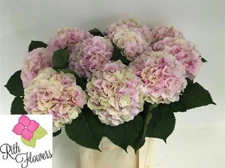 Hortenzia Verena Pink Classic 80 cm