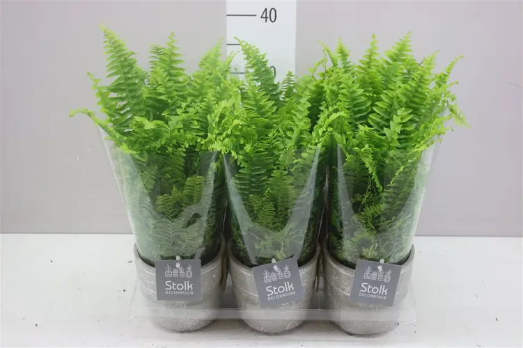 Nephrolepis Ex Vitale Stone Keramiek črepník 13 cm