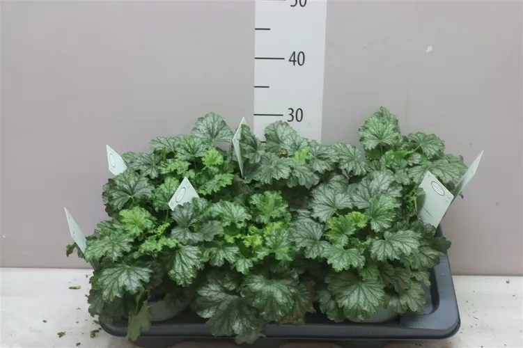 Heuchera Paris črepník 17 cm