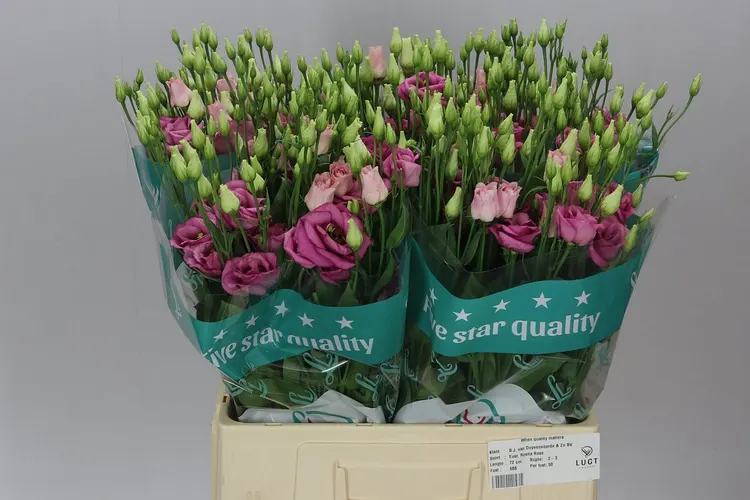 Eust Du Rosita Pink X60 72 cm