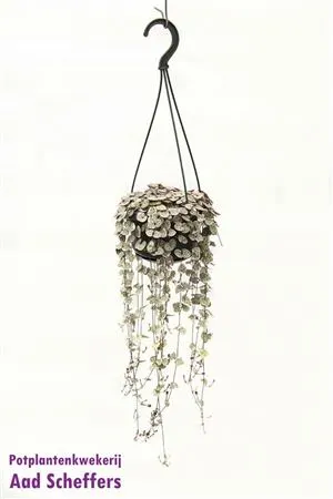 Ceropegia Woodii Variegata Hang črepník 14 cm
