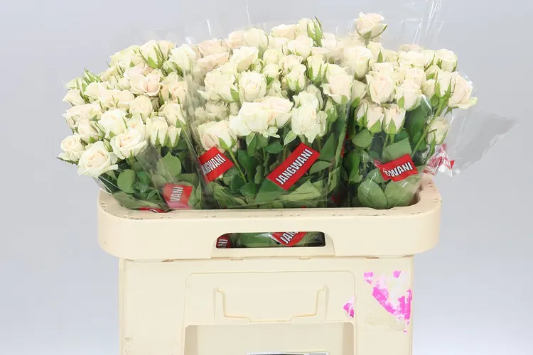 Rosa Tr Royal Porcelina Imp 60 cm
