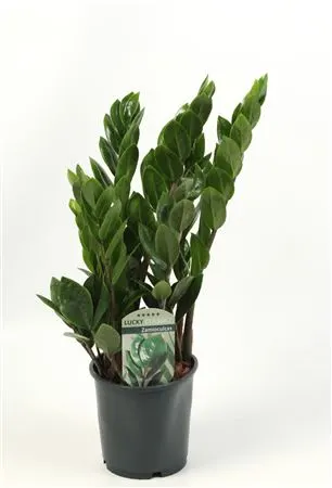 Zamioculcas Lucky Classic 6+ Veren črepník 14 cm