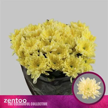 Chr T Baltica Cream 70 cm