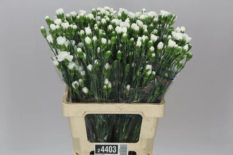 Karafiát trsový White, Kolumbia 60 cm
