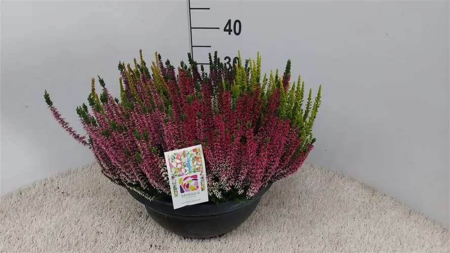 Vres Beauty Ladies v miske Mosaica Xl črepník 35 cm
