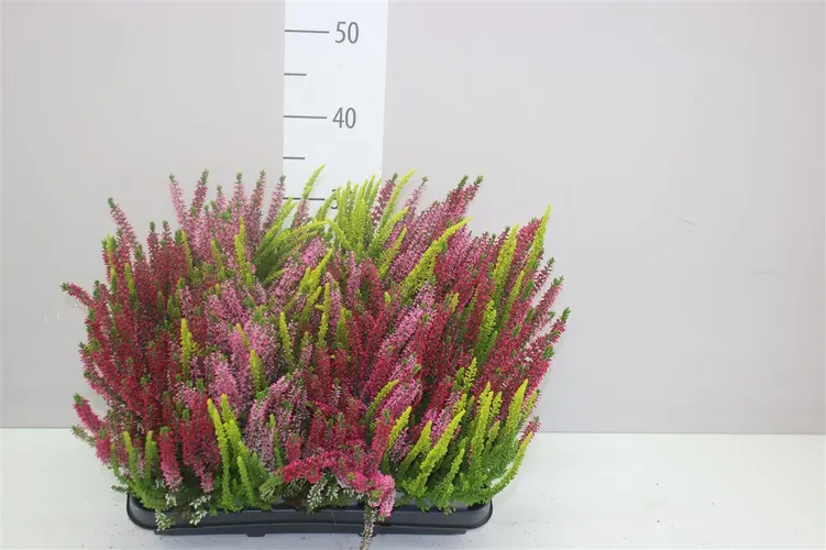 Calluna Beauty Ladies Trio Balkonbak črepník 27 cm