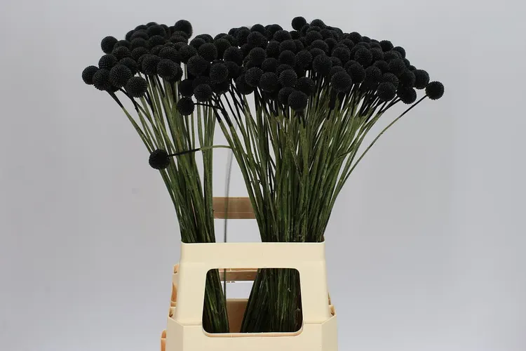 Craspedia Painted Black 60 cm
