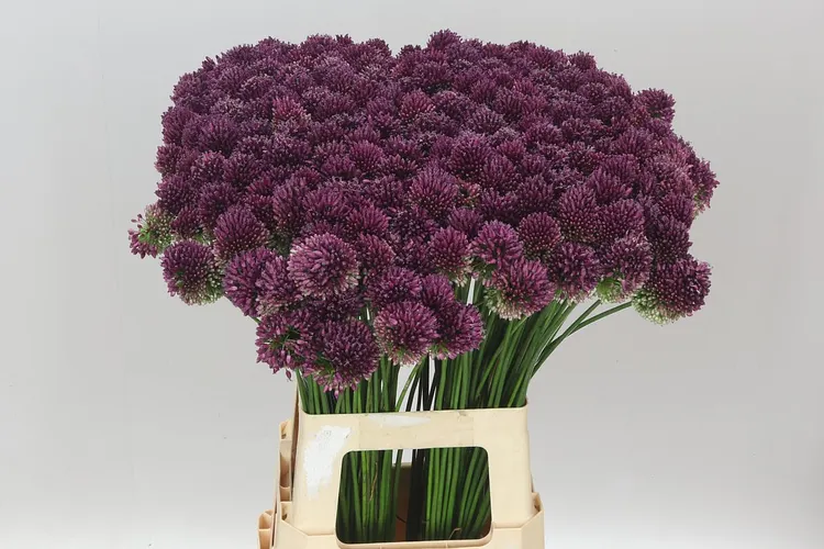 Allium Sphaerocephalon 75 cm