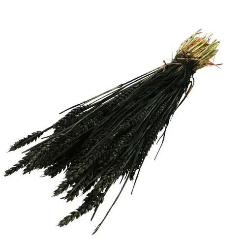 Sušený kvet Wheat 60- čierna 70 cm