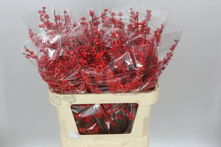 Ilex Verticillata 80 cm